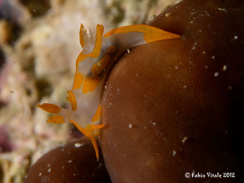 Trapania maculata